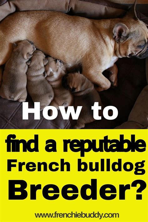  Researching and selecting a reputable breeder can greatly increase the chances of finding a French Bulldog with desirable traits and a good genetic background
