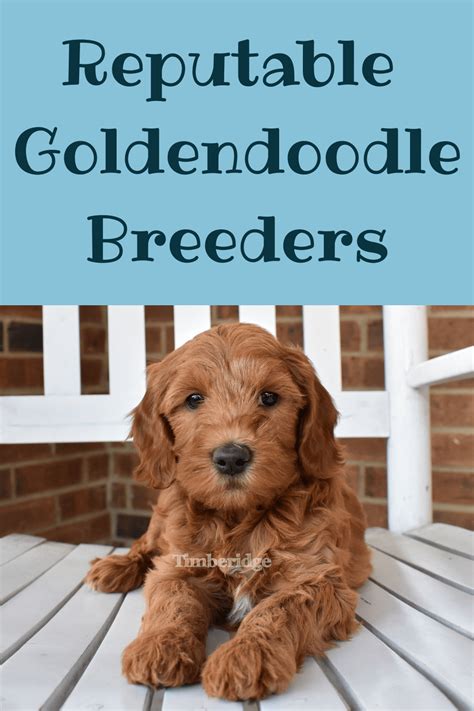  Researching breeders, asking questions, and ensuring the Goldendoodle comes from a reputable source can lead to a happier, healthier pet and family member