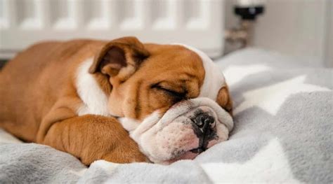  Respiratory Infections If your pup suddenly becomes congested, you are most likely dealing with a respiratory infection