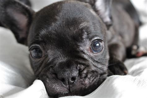  Respiratory difficulties are common in Frenchies thanks to their snub-like snouts, and they may have hip or joint issues too