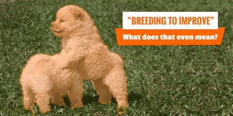  Responsible breeders focus on maintaining and improving the breed
