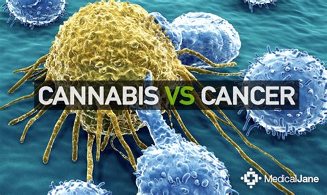  Results from these studies suggest cannabinoids elicit anti-cancer effects at several levels such as inhibiting tumor growth and spread, promoting cancer cell death, and reducing inflammation