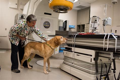  Results were recently published in Veterinary and Comparative Oncology1 and offer hope for canine cancer patients