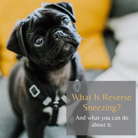  Reverse Sneezing —this condition causes dogs to have fits where they suck air inward rather than sneezing outward