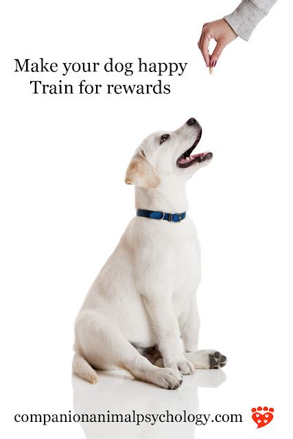  Rewards also encourage dogs to focus and listen