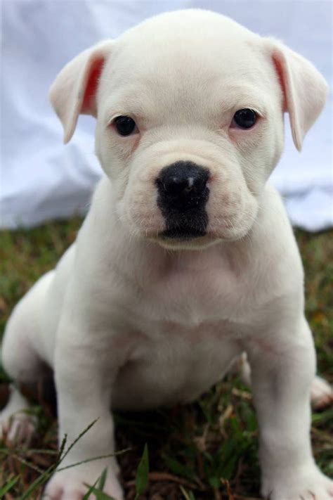  Rex is a beautiful white and tan American Bulldog puppy