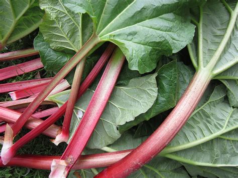  Rhubarb Root: Many manage to rid toxic cannabis compounds released from the body with rhubarb root