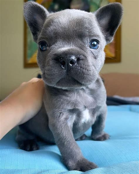  RiverHill is reputable breeder for high quality Frenchies — including brindles, pieds, fawns, sables, blue-fawns and blues