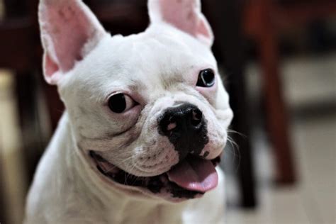  Roger Wickenden Causes of pimples in French bulldogs There are many reasons why Frenchies can get acne and pimples