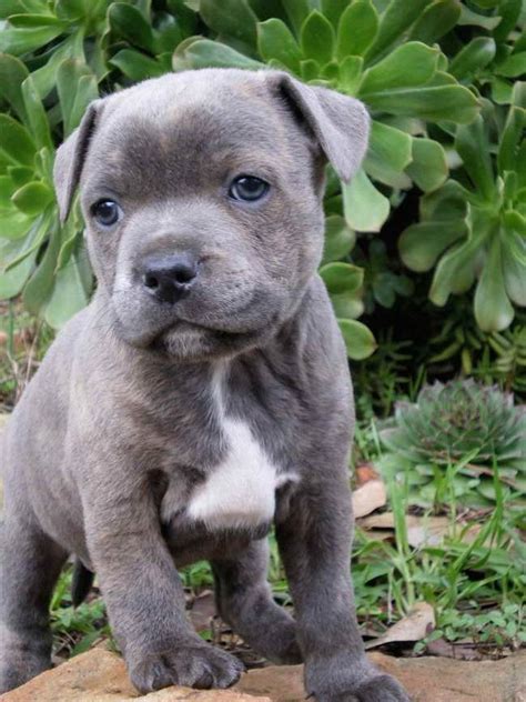  Roswell American Staffordshire Pups