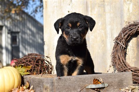  Rottweiler Mix Puppies For Sale