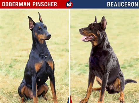  Rottweilers , Doberman Pinschers , and other breeds have all been similarly discriminated against at one time or another