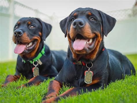  Rottweilers generally live for years on average