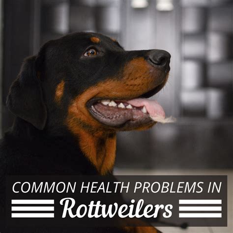  Rottweilers have their share of problems, too—like a strong inclination to various cancers