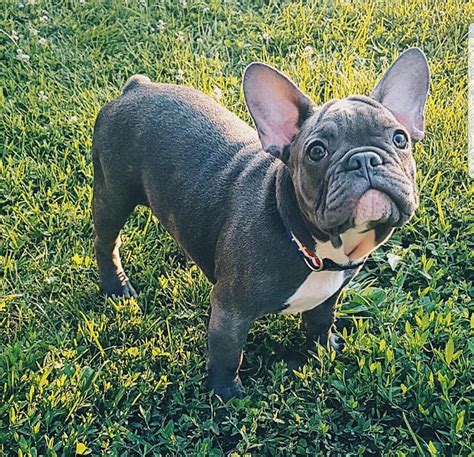  Rowan is a healthy and fun-loving Frenchie! We hope all is well in your neck of the woods