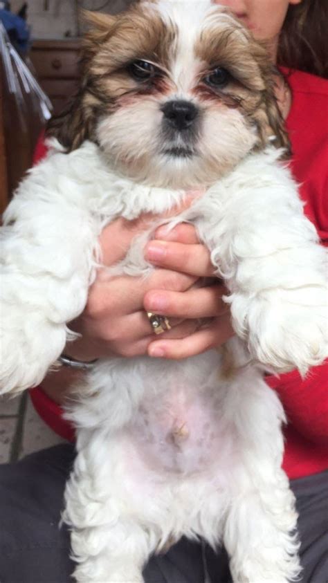  Runnells for rehoming shih Tzu puppies for sale