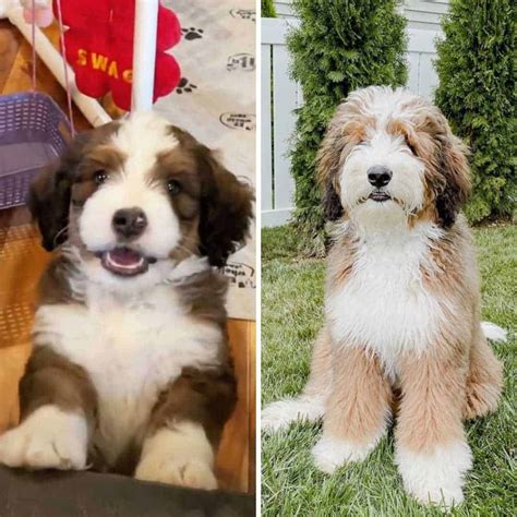  Sable Bernedoodles can be fully sable or have the white of the Bernese Mountain Dog
