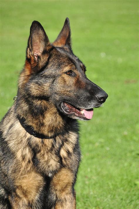  Sable German Shepherd Temperament Sable German Shepherds are bred to be working dogs, such as police dogs and service dogs, and not show dogs