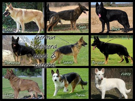  Sable German Shepherds come in various color patterns
