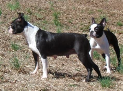  Sadie and Lady Sadie is also our third generation Boston terrier