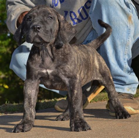 Sanders Kennels has been producing top-quality Presa Canario puppies since 