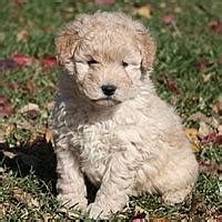  Sandy Ridge Miniature Goldendoodle Miniature goldendoodles have found their place in the lives of many families