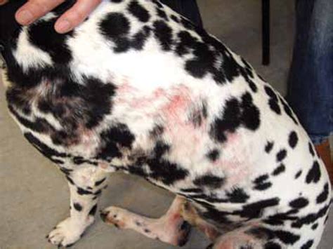  Sarcoptic mange or canine scabies is the most common of the two and is highly contagious