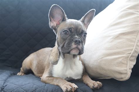  Save Big On Dog Essentials! Welcome to our pack! Sable French Bulldog physical appearance Besides the coat and coat color, a Sable Frenchie is in every way similar to a regular Frenchie