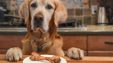  Say your dog likes to steal food from the counter or escape from the garden