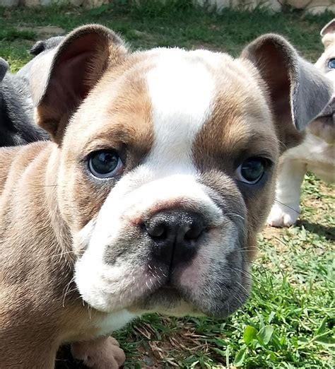  Schoolyard Bulldogs California is a breeder located in Southern California with over two decades of experience