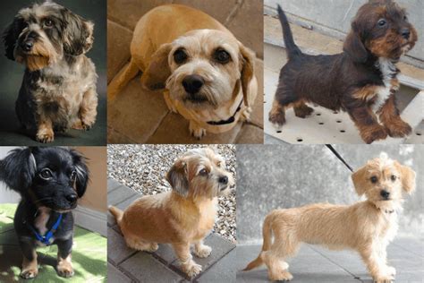  Schweenie Shih Tzu x Dachshund Schweenies are as fun to play with as it is to say their name! They are smart, friendly and loving dogs that are ideal for apartment life due to their small size