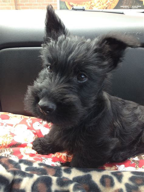  Scottish terrier puppies ready for a new home