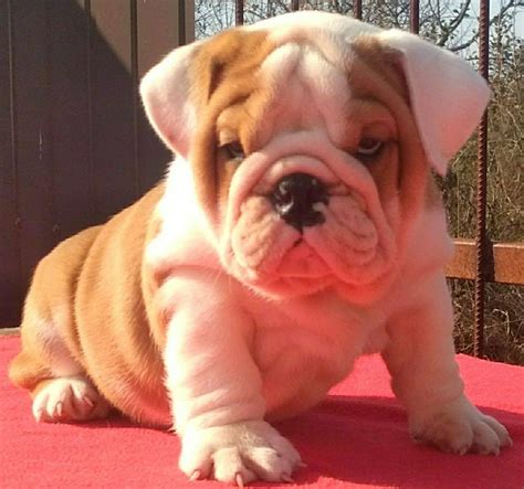  Scroll down to see pictures of our available English Bulldog Puppies located in Ohio