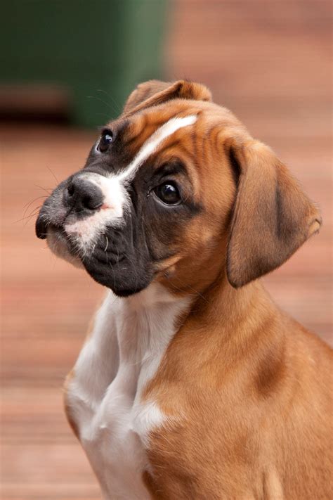  Search for a Boxer puppy or dog
