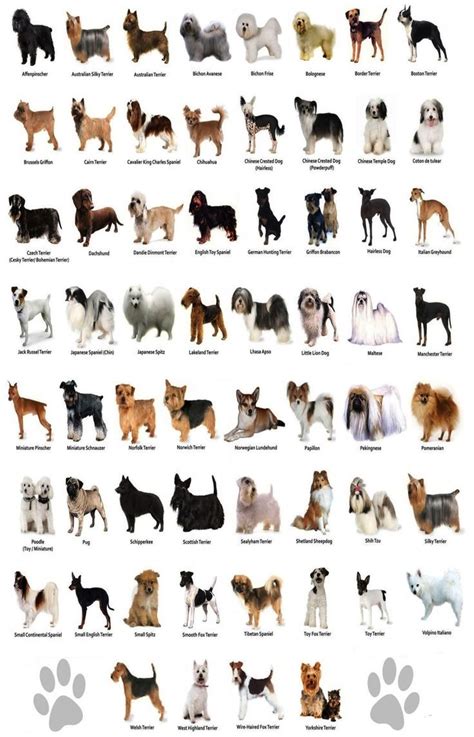  Search for dogs by their Gender, Color, …