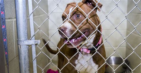  Search for dogs for adoption at shelters near Indiana, IN