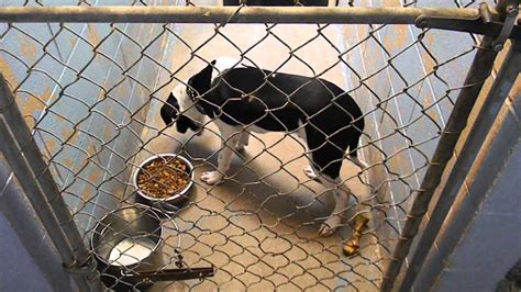  Search for dogs for adoption at shelters near North Platte, NE