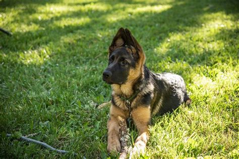  Search for german shepherd dog rescue dogs for adoption near Brownsboro, Alabama