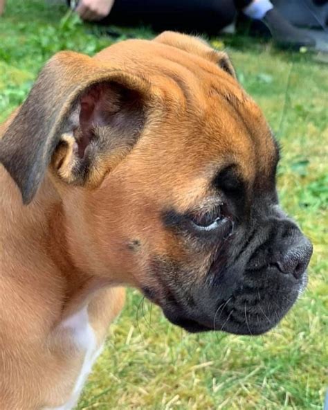  Search our free Boxer dog classifieds ads by owner