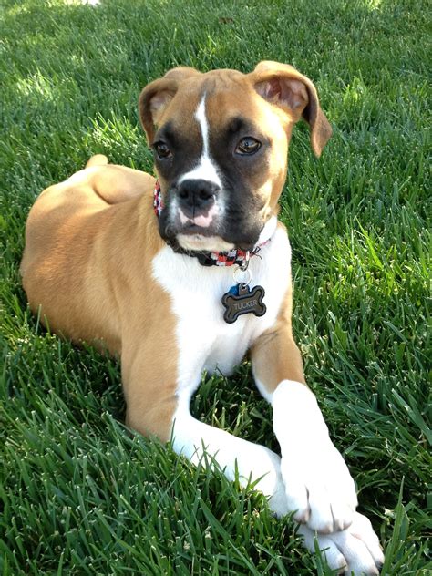  Search results for "boxer puppies"