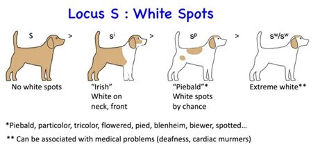  Second is if they carry the S-locus gene or the white spotting piebald gene that regulates pigmentation