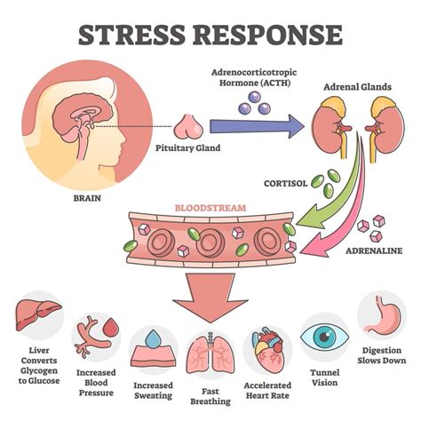  Secondly, CBD may reduce stress levels by decreasing the production of cortisol, a hormone associated with stress