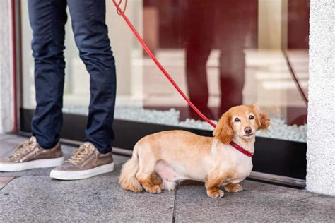  Securely leashed walks as well as off-lead playing sessions on a regular basis will keep your dog fit and happy