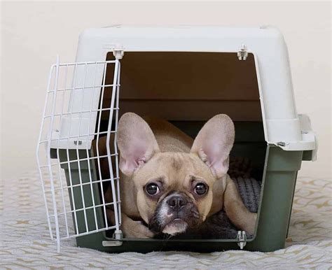  Securing your puppy inside a crate will make your Frenchie understand that they have to hold in their pee