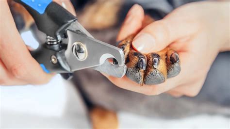  Sedating your dog to cut its nails at home can save you time and money