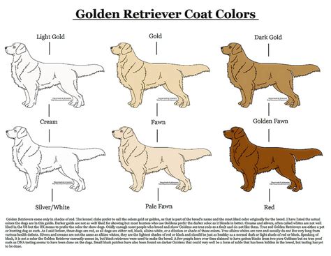  See Also: Click the image Coat Color Aside from coat type as covered above , strangely, coat color can also significantly impact the cost of a Bernedoodle — as with any other Doodle