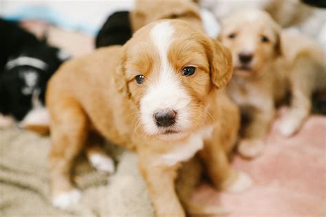  See Also: Click the image Look For a Health Guarantee The best way a breeder can demonstrate their confidence in their puppies is by providing the customers with a health guarantee