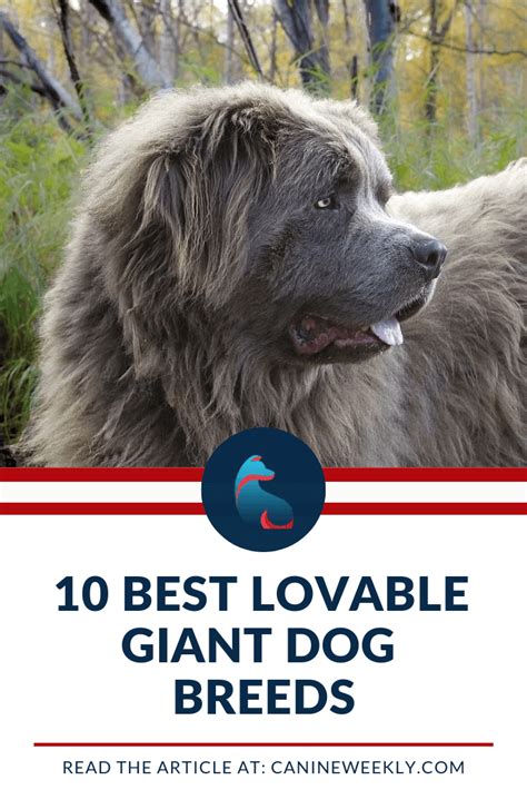  See Also: Click the image Obviously, the larger your dog, the more you will be looking at