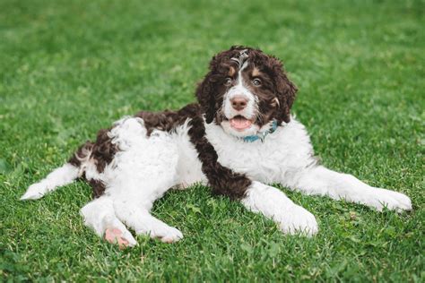 See Also: Click the image So, what are the things you should look for in a reputable Bernedoodle breeder in Florida? This is a crucial step, as it helps minimize the risk of the puppies inheriting any genetic conditions that could seriously affect their quality of life, or even lifespan