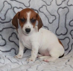  See Ridgewood Kennels Beagle Mixed puppies for sale below!  When blood sports were outlawed in , the Bulldog was bred into the French Bulldog, You can also find French Bulldog Pitbull mix puppies for sale online or social media